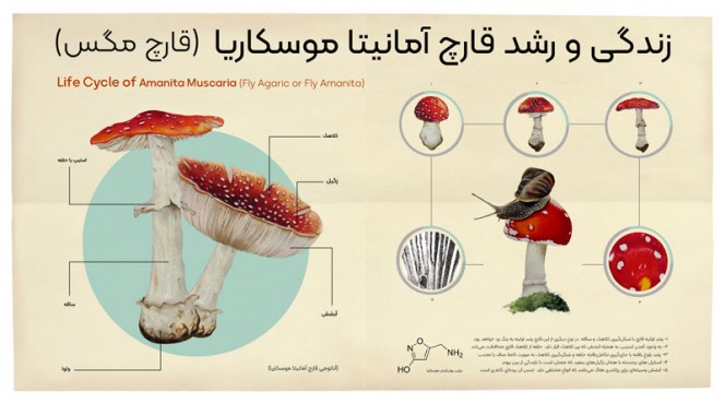   زندگی و رشد قارچ آمانیتا موسکاریا